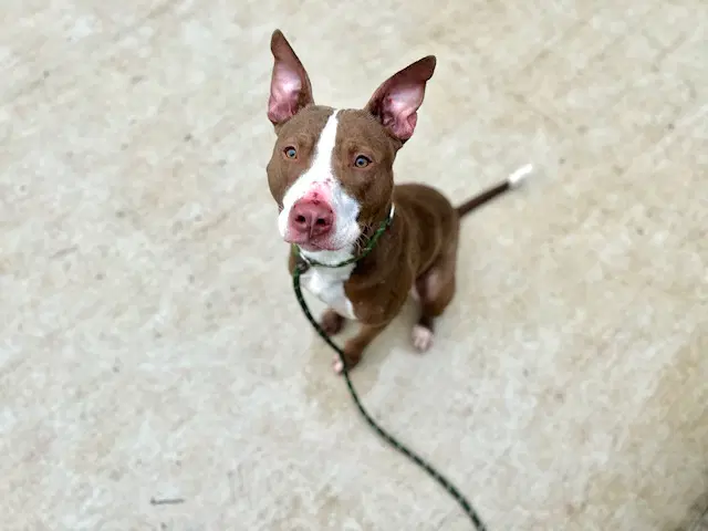 Wingman - Pit Bull Terrier