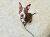 adoptable Dog in charlotte, NC named WINGMAN