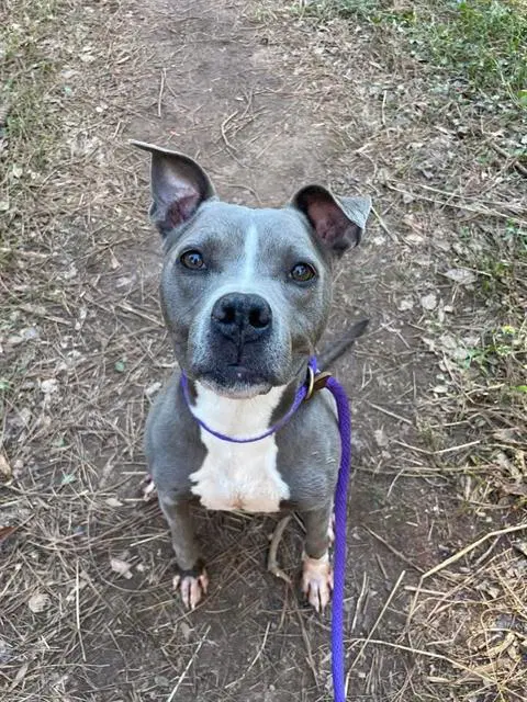 Winter - Pit Bull Terrier