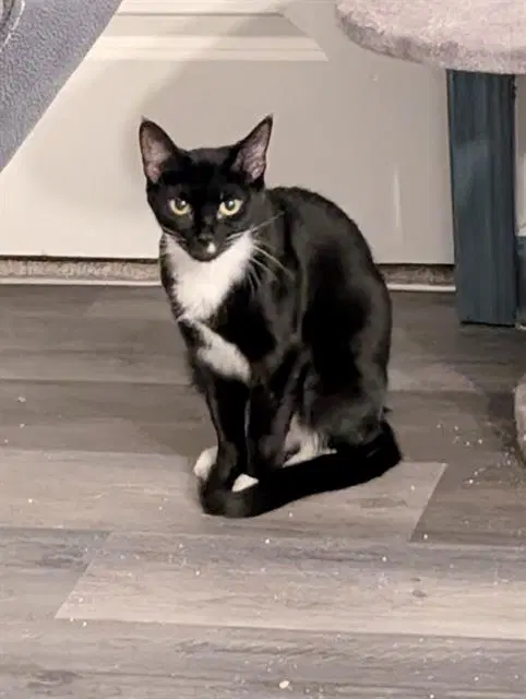 Layla - Domestic Short Hair