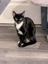 adoptable Cat in Charlotte, NC named LAYLA
