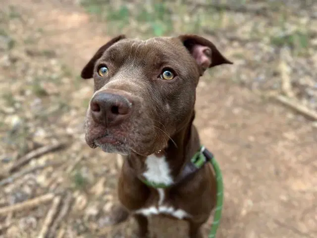Mocha - Pit Bull Terrier