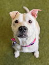adoptable Dog in  named NIKA