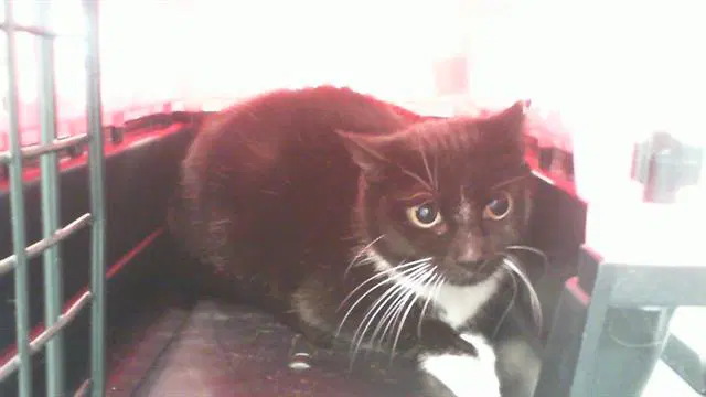 Sylvester - Domestic Short Hair