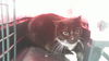 adoptable Cat in charlotte, NC named SYLVESTER