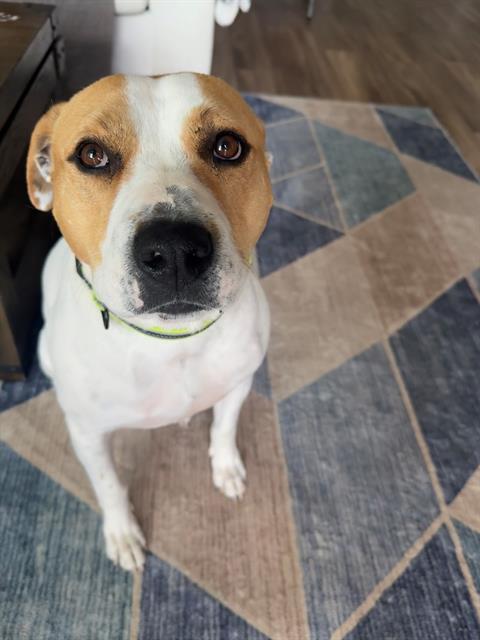 adoptable Dog in Charlotte, NC named BLAZE
