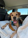 adoptable Dog in Charlotte, NC named KEN