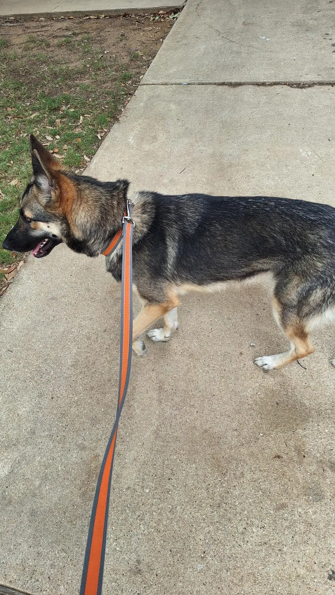 Shay - German Shepherd Dog