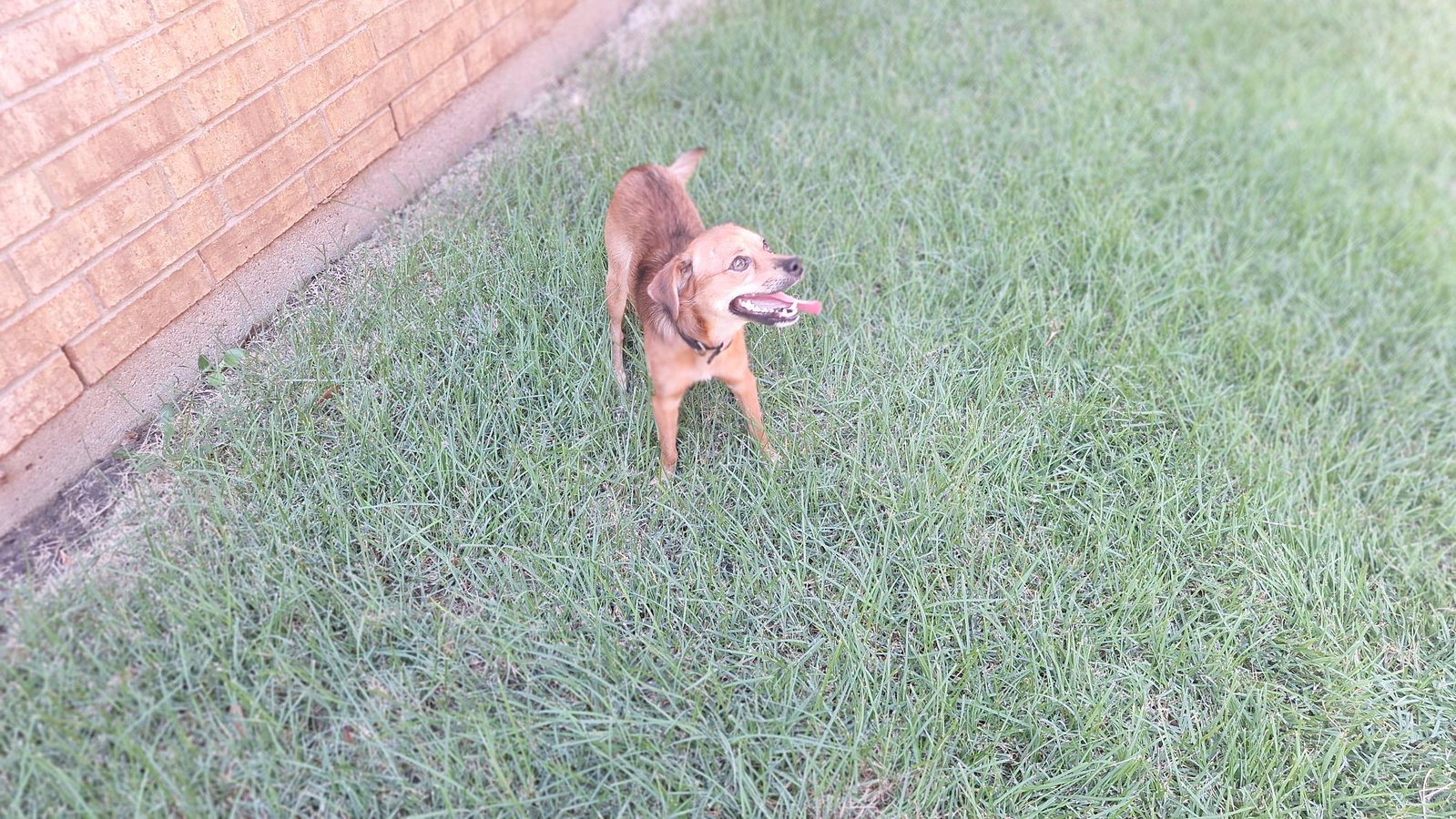 Henry