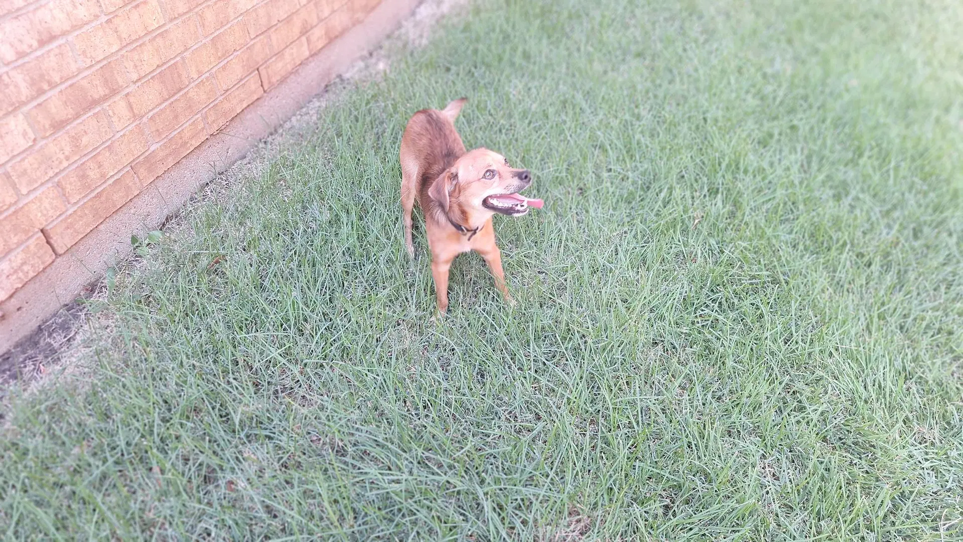 Henry - Chihuahua
