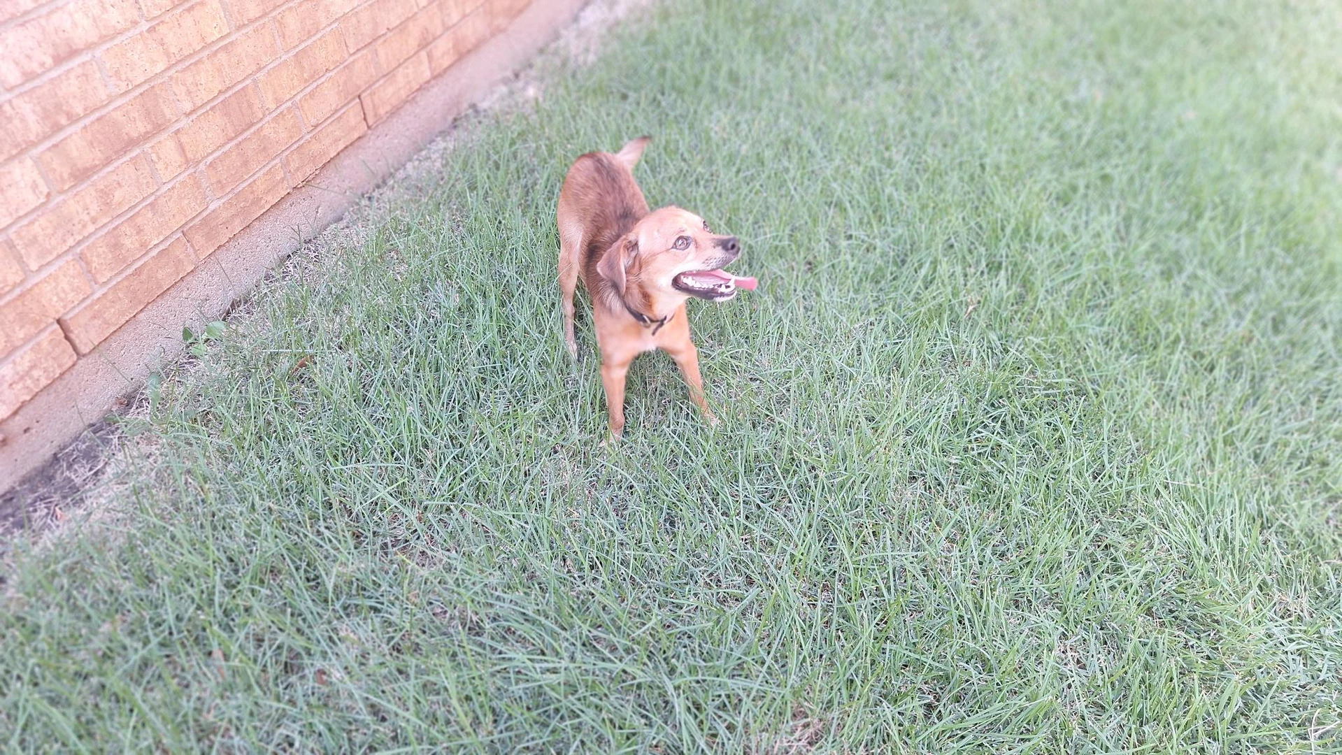 Henry