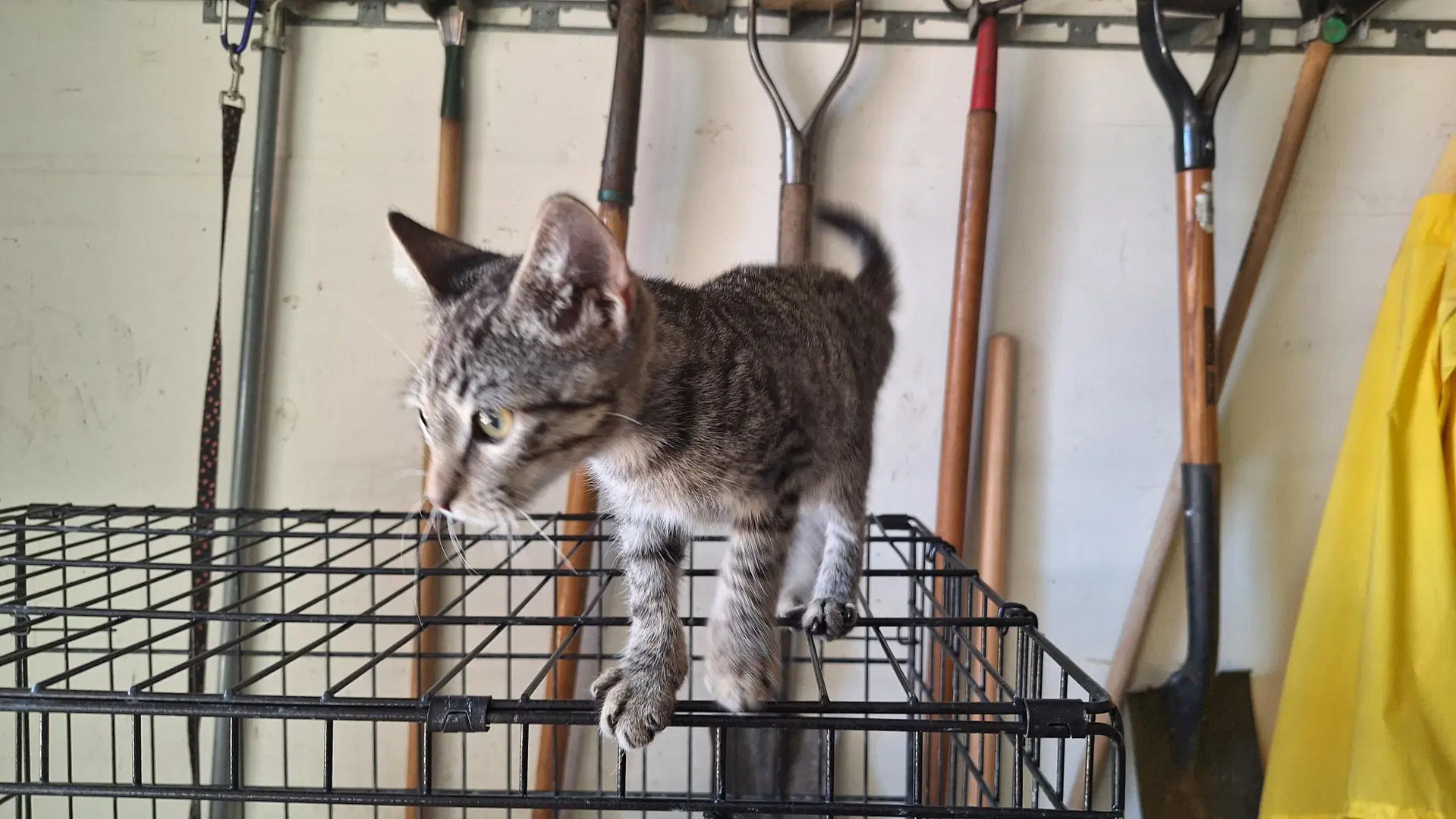 Skitty image 3