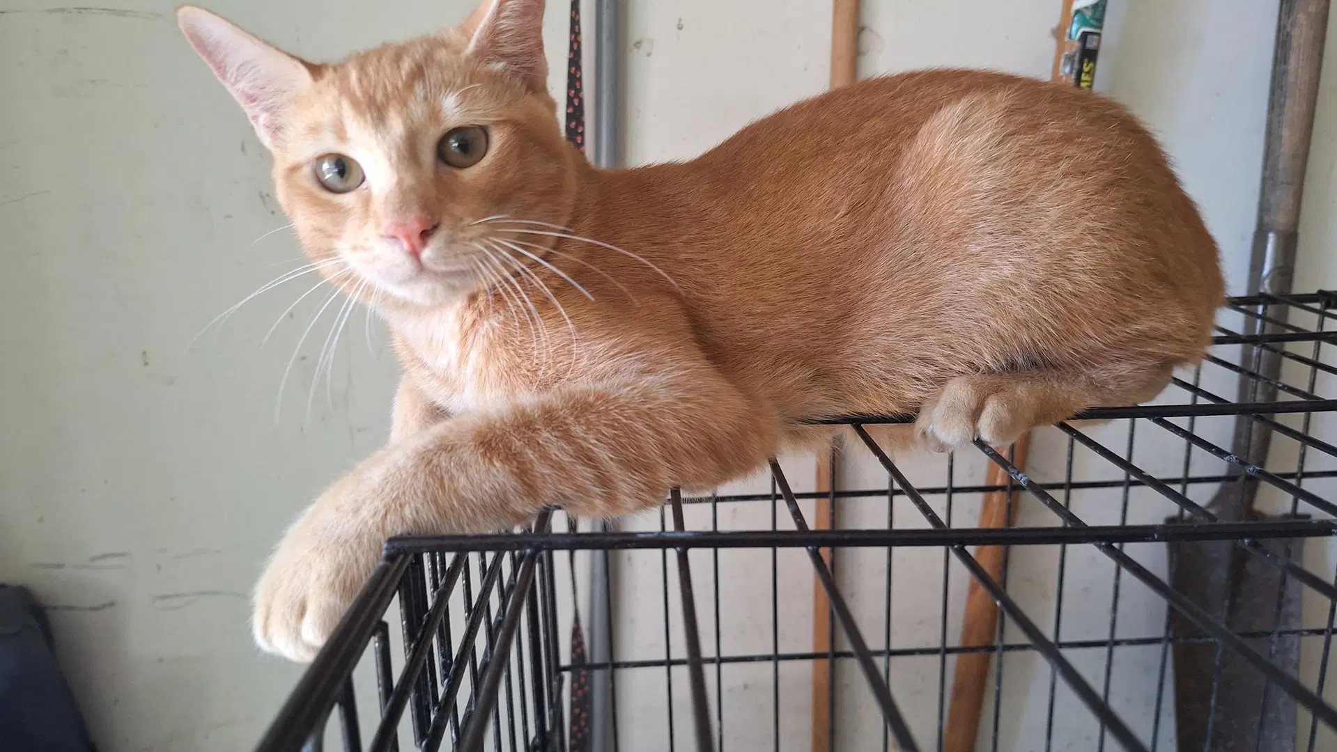 Sunny - Domestic Short Hair