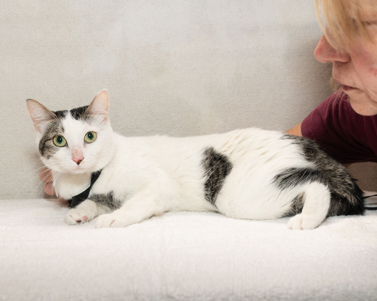 adoptable Cat in Baldwin Park, CA named HEAVEN