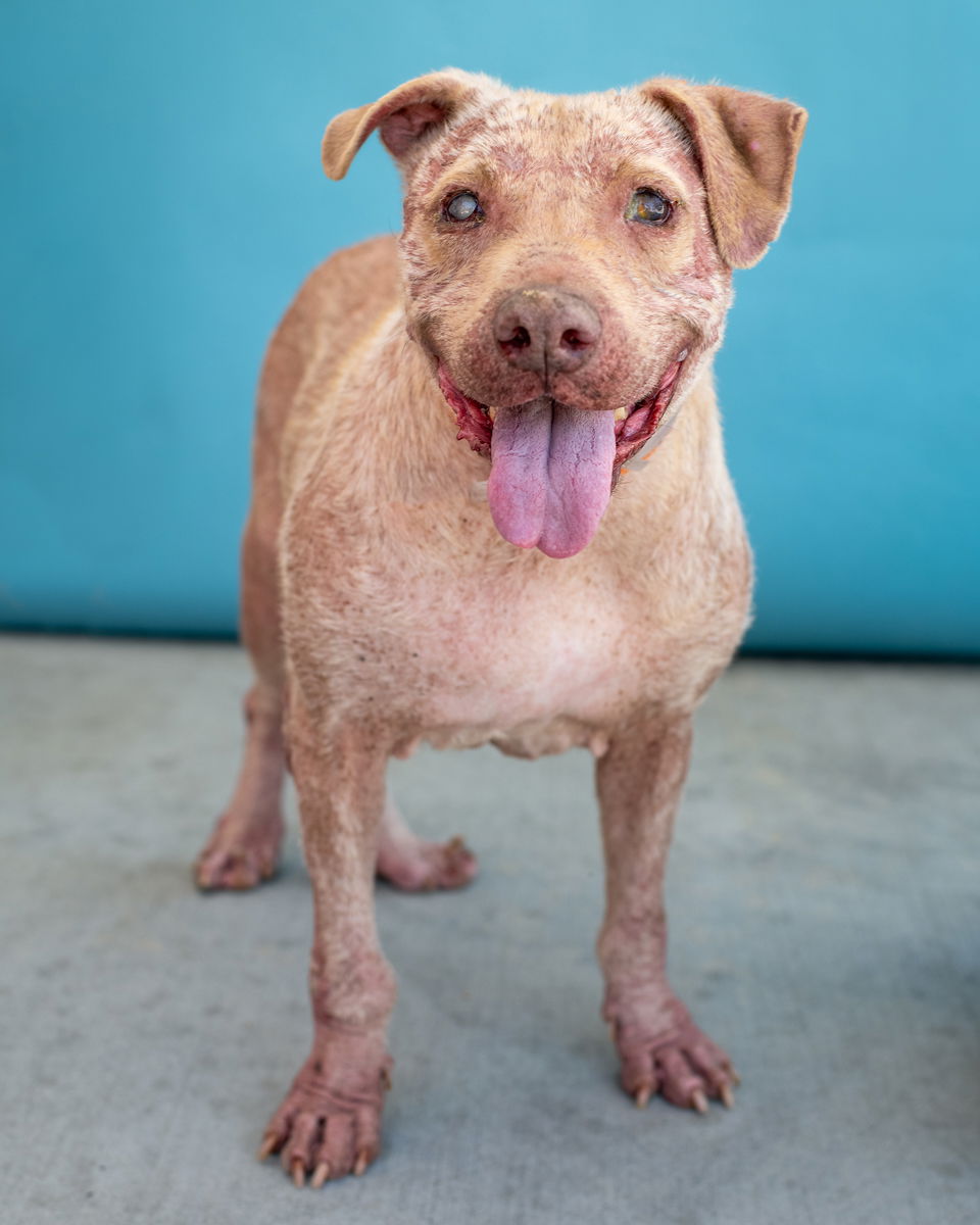 adoptable Dog in Baldwin Park, CA named BAILEY