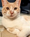 adoptable Cat in pasadena, CA named KEVIN