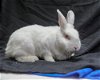 adoptable Rabbit in  named PETRA