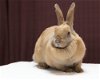 adoptable Rabbit in  named CINNAMON