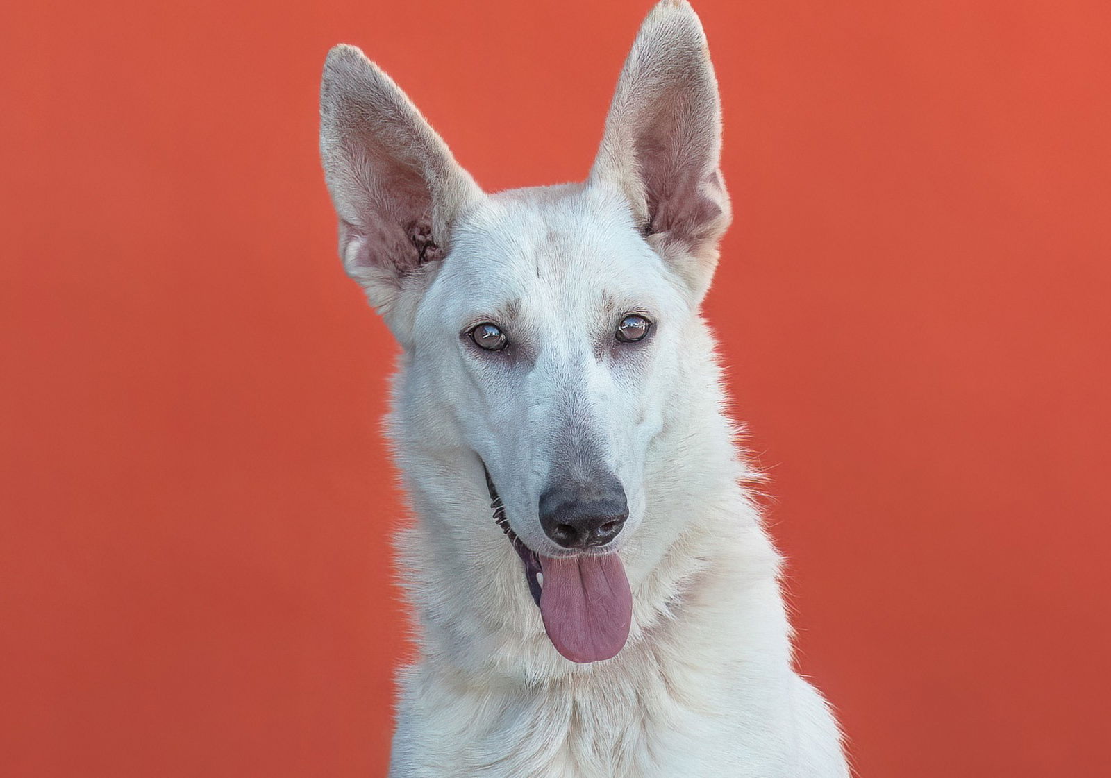 adoptable Dog in Baldwin Park, CA named NOEL