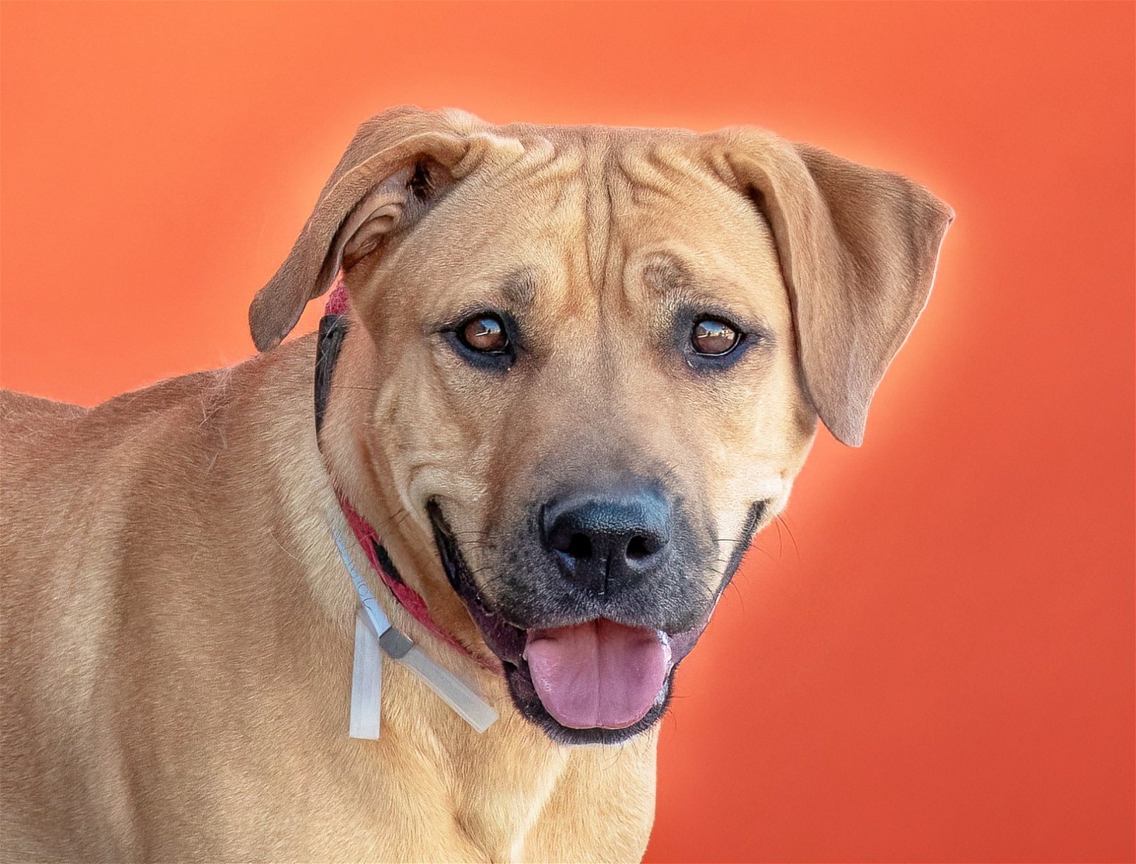 adoptable Dog in Baldwin Park, CA named PRANCER