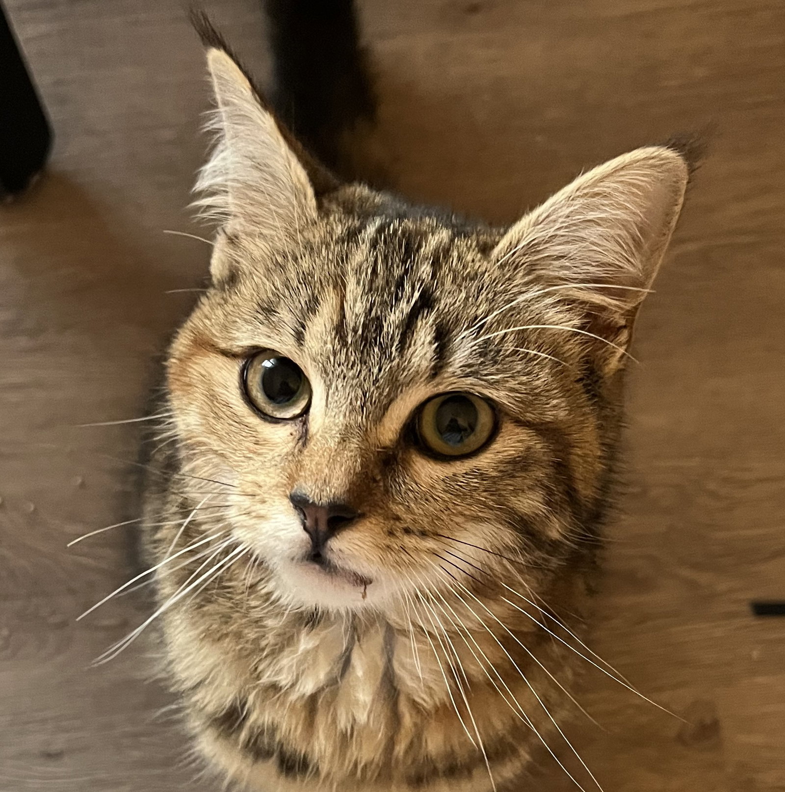 Cats for Adoption in Newport Beach, California Alpha Paw