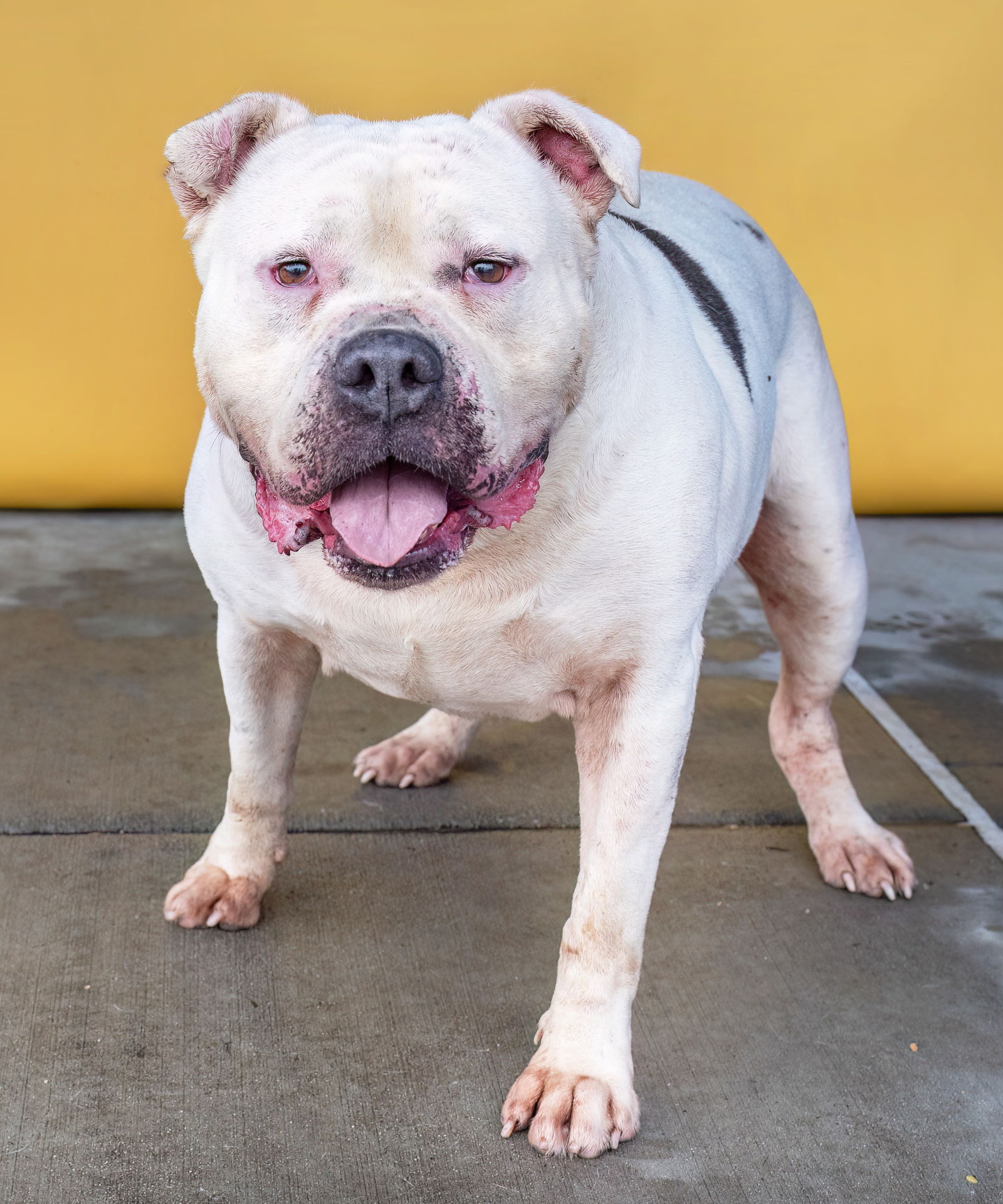 Dog for Adoption - CAIN, a American Bulldog in Glendale, CA | Alpha Paw