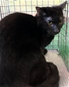 adoptable Cat in baldwin, WI named BERRY