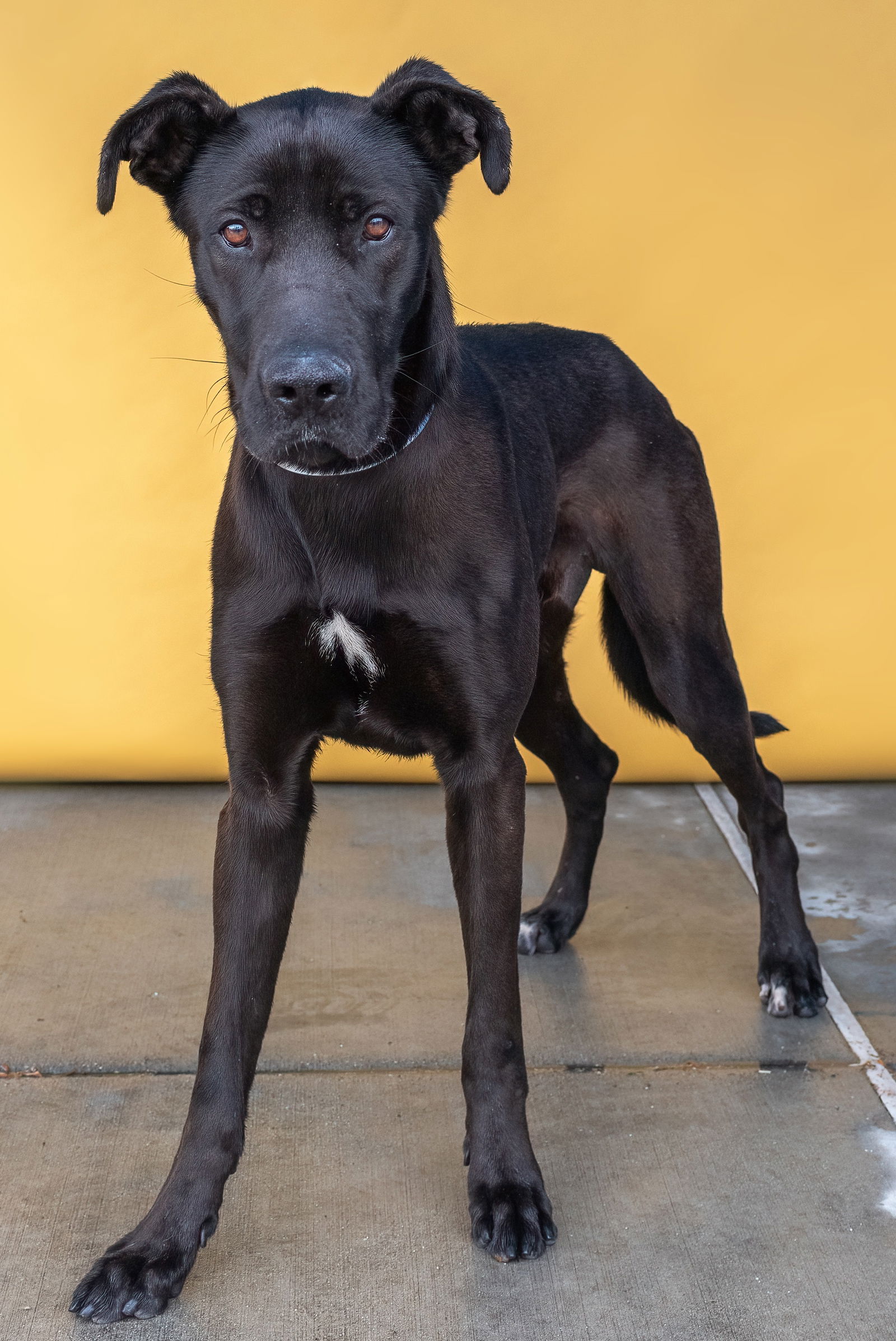 Dog for Adoption - RIVER, a Great Dane in Rancho Cucamonga, CA | Alpha Paw