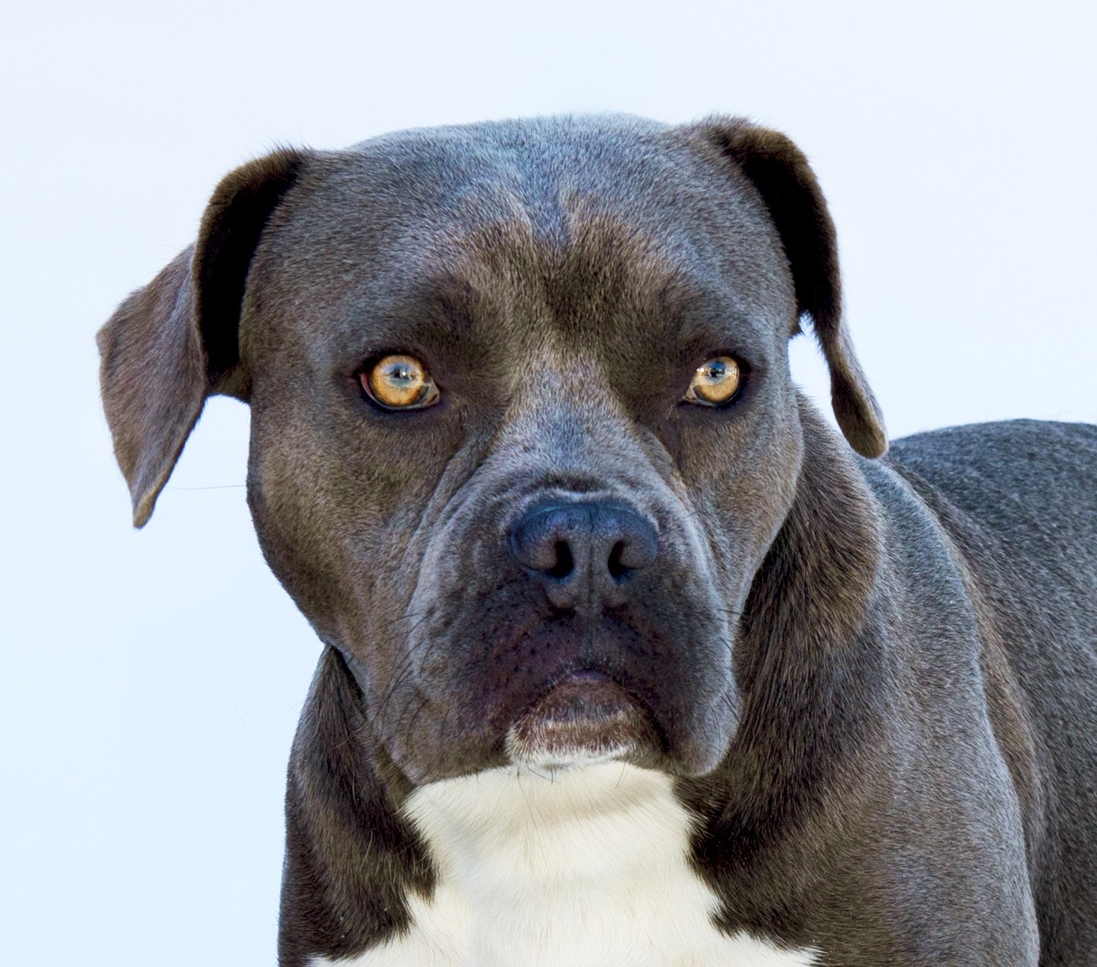 adoptable Dog in Baldwin Park, CA named DODGE