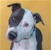adoptable Dog in  named FONZIE