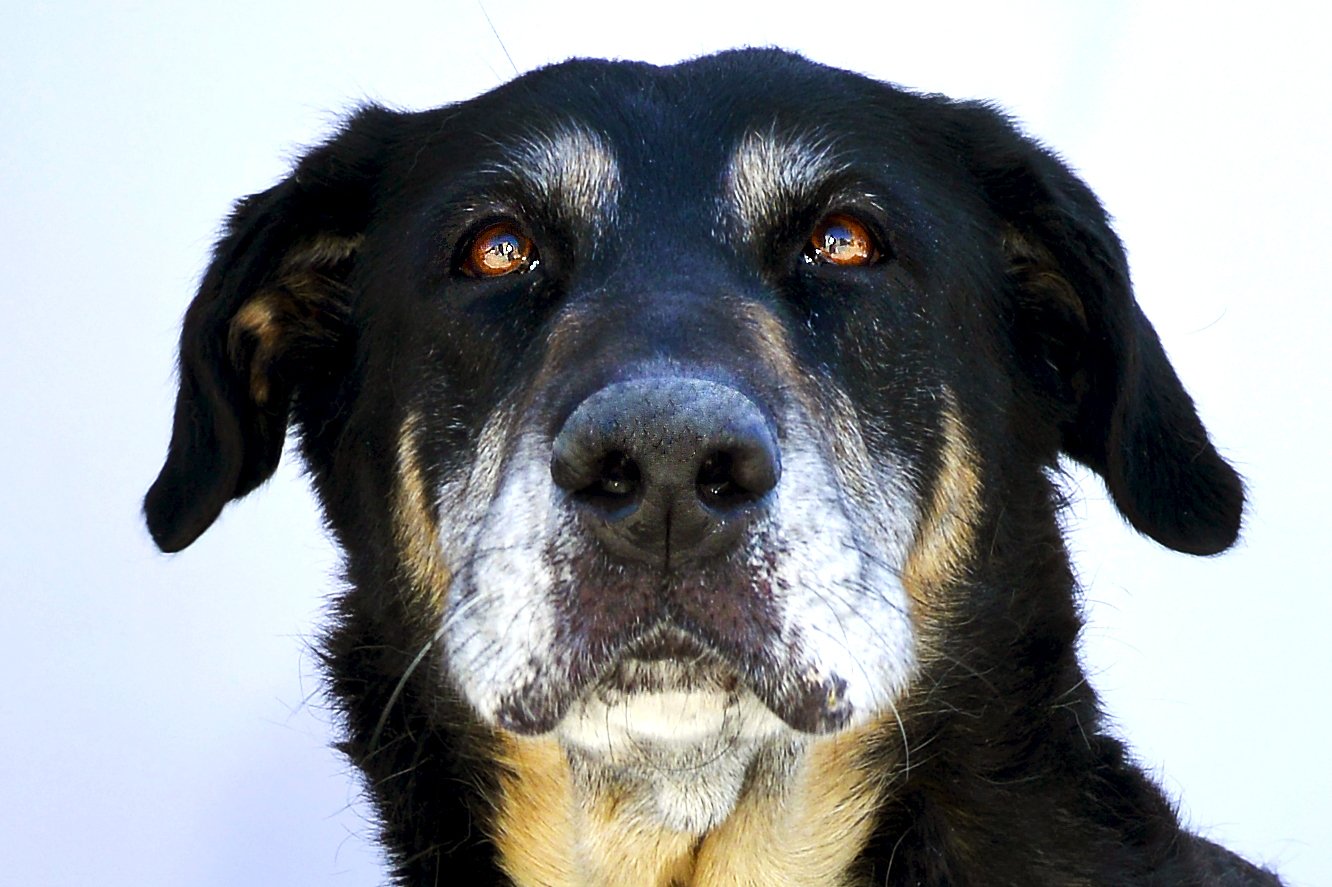 adoptable Dog in Baldwin Park, CA named KRISPY