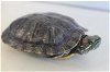 adoptable Turtle in baldwin park, CA named ARIEL