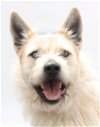 adoptable Dog in baldwin, WI named BENITO