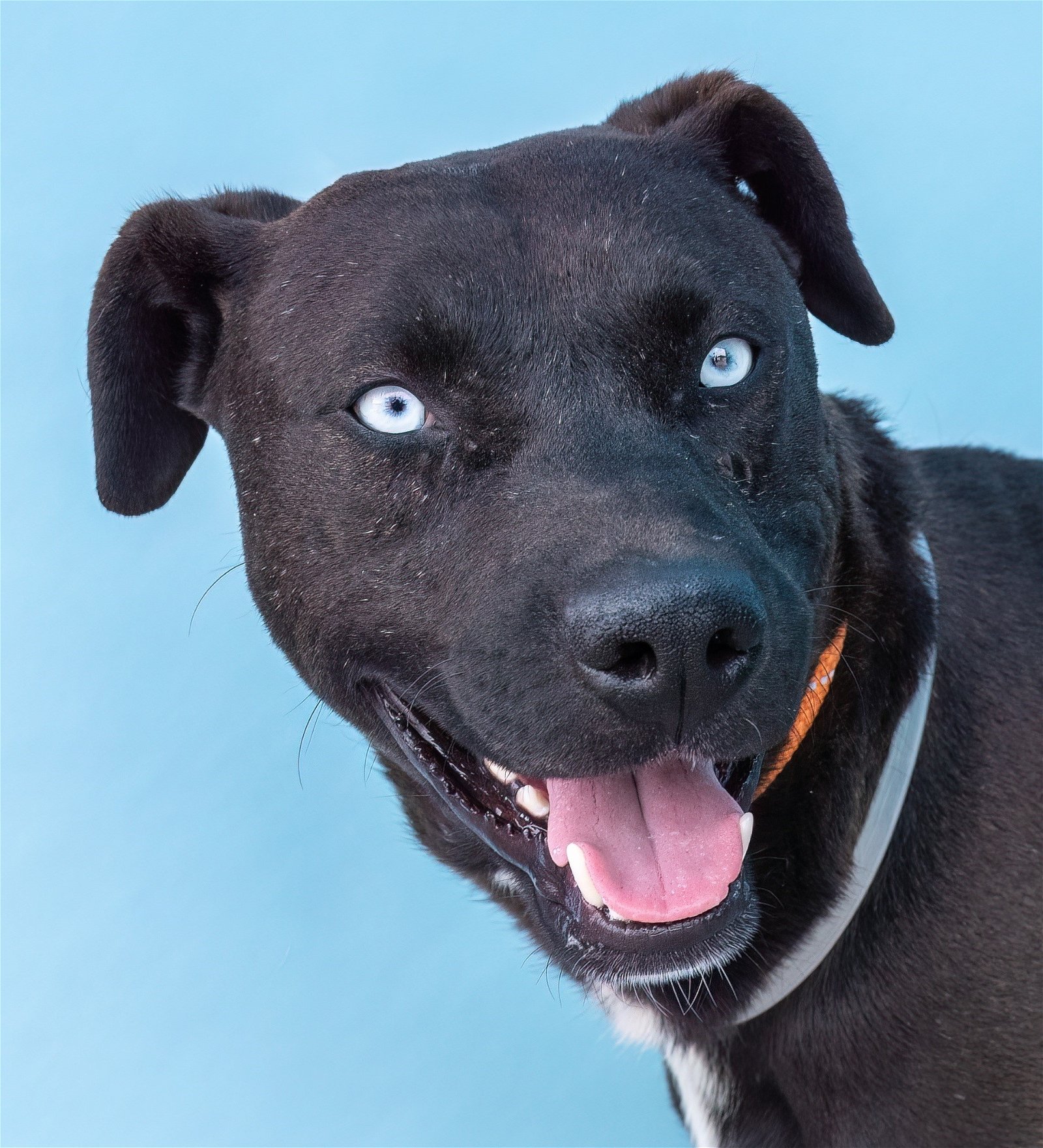 adoptable Dog in Baldwin Park, CA named BLUE