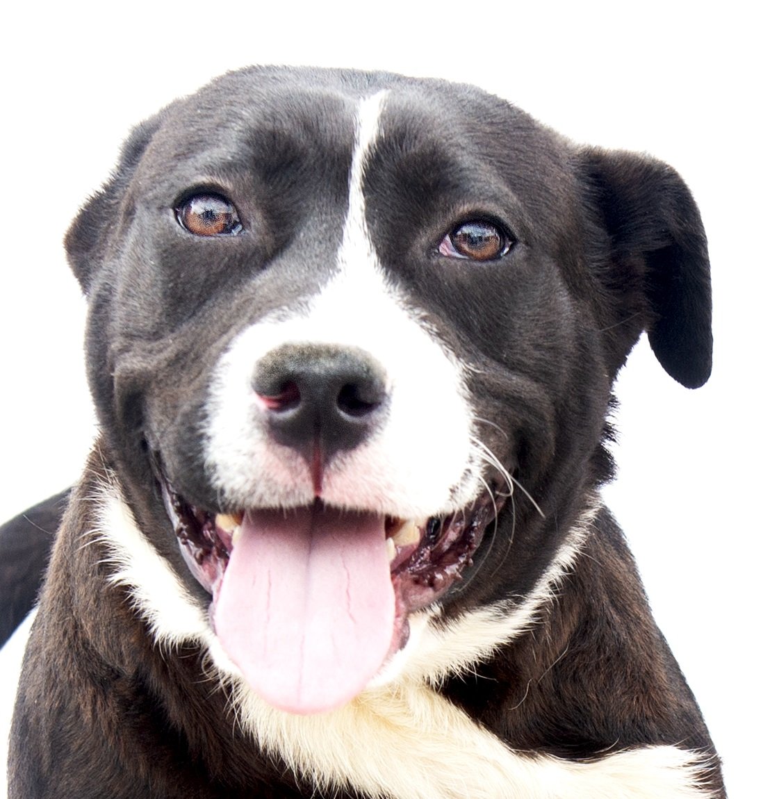 adoptable Dog in Baldwin Park, CA named SLICK RICK