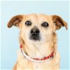adoptable Dog in  named PEBBLE