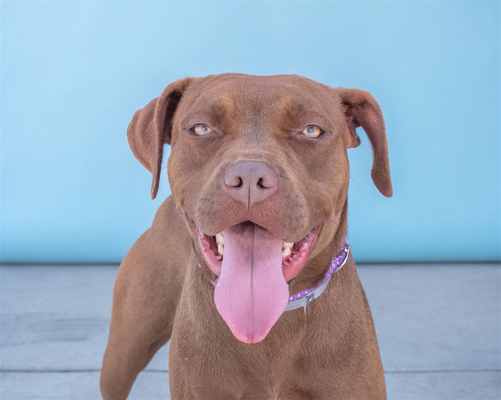 adoptable Dog in Baldwin Park, CA named PRUDENCE