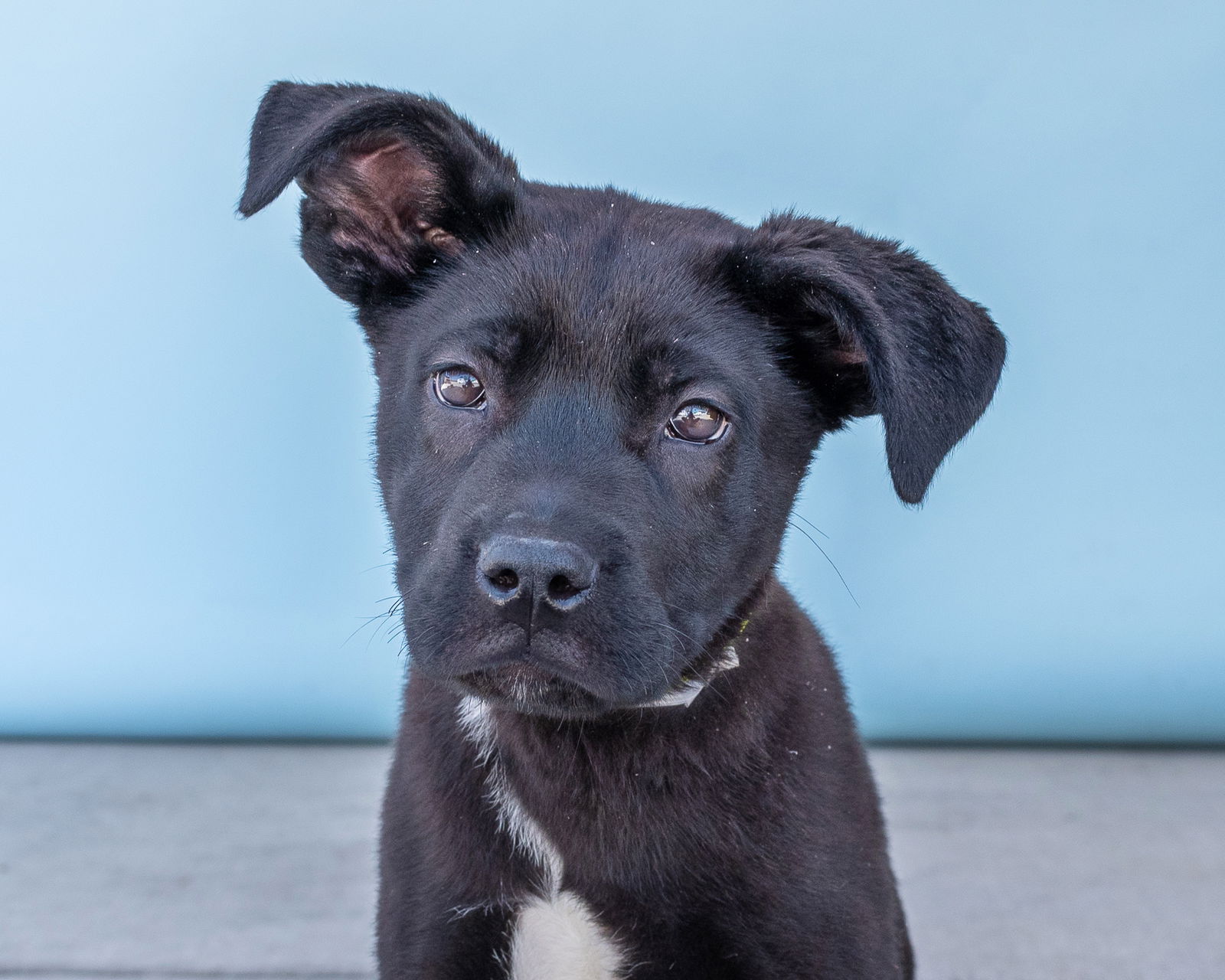 adoptable Dog in Baldwin Park, CA named HOCKEY