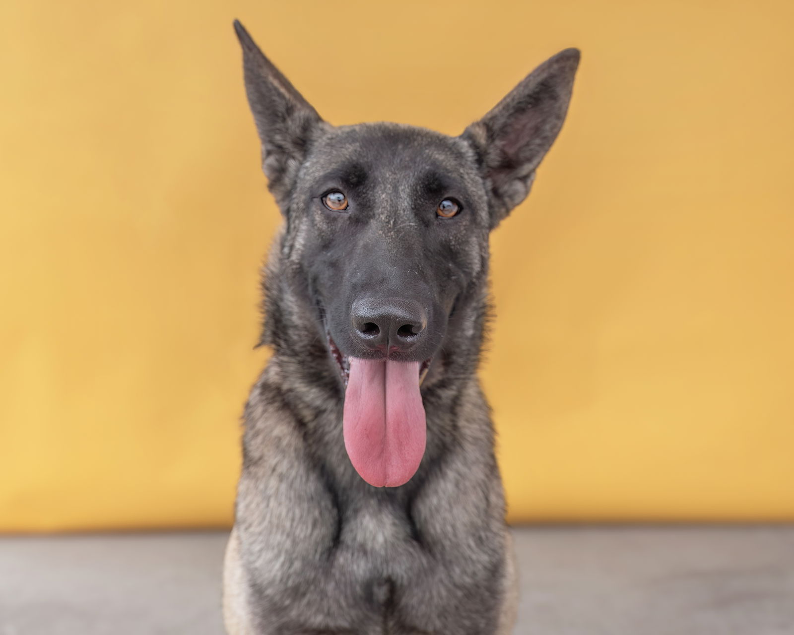 adoptable Dog in Baldwin Park, CA named HERSHEY