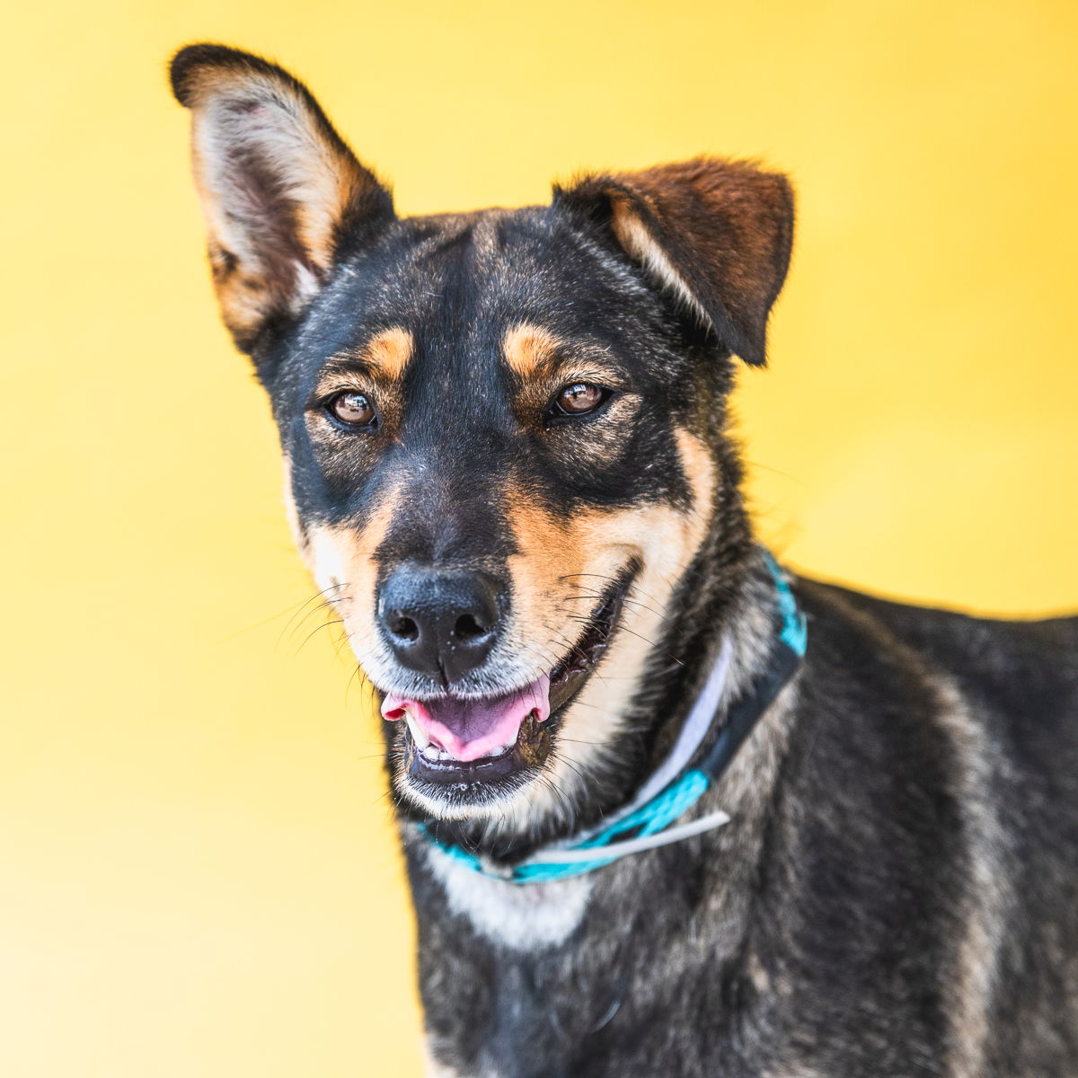 adoptable Dog in Baldwin Park, CA named SHADOW