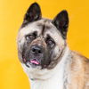 adoptable Dog in  named CINDY BRADY