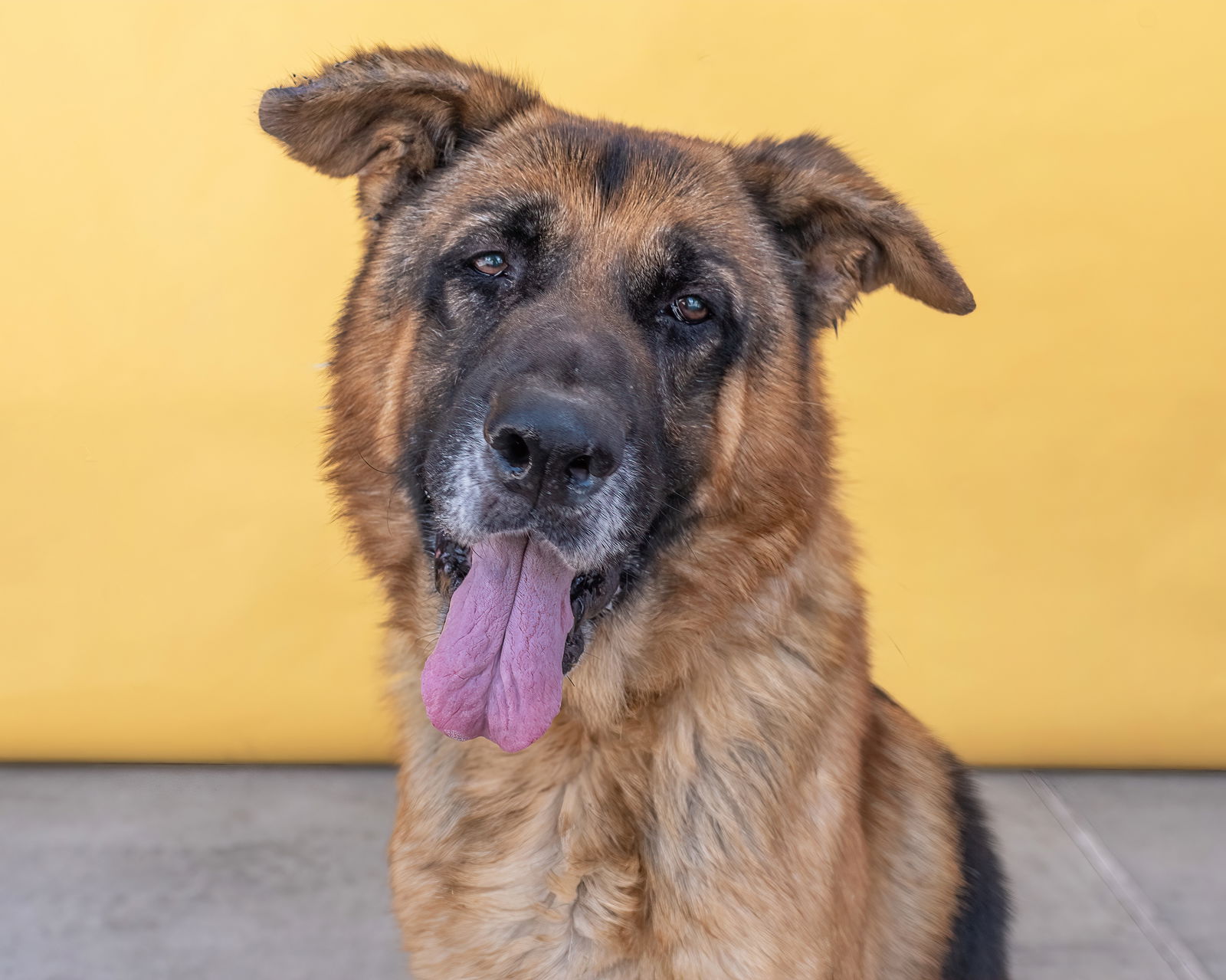 adoptable Dog in Baldwin Park, CA named RAY