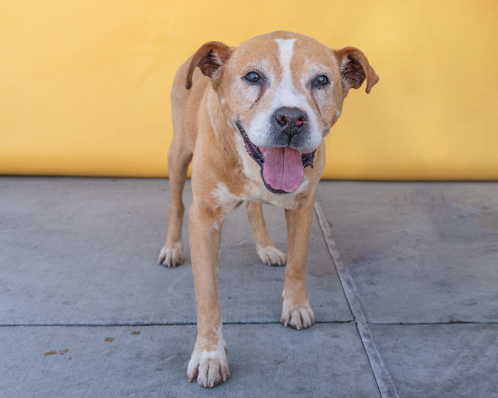 adoptable Dog in Baldwin Park, CA named SILVER