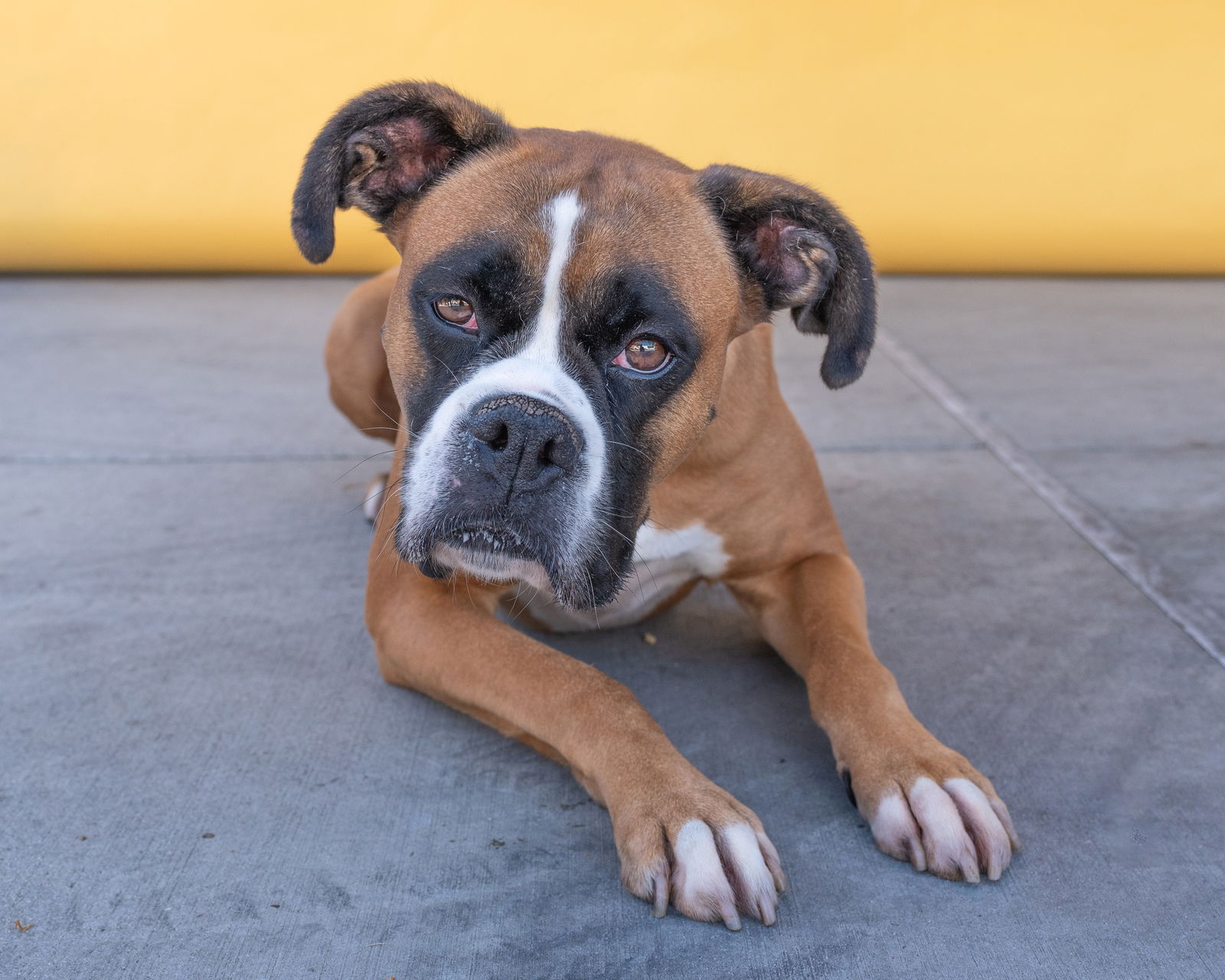 adoptable Dog in Baldwin Park, CA named LUCY