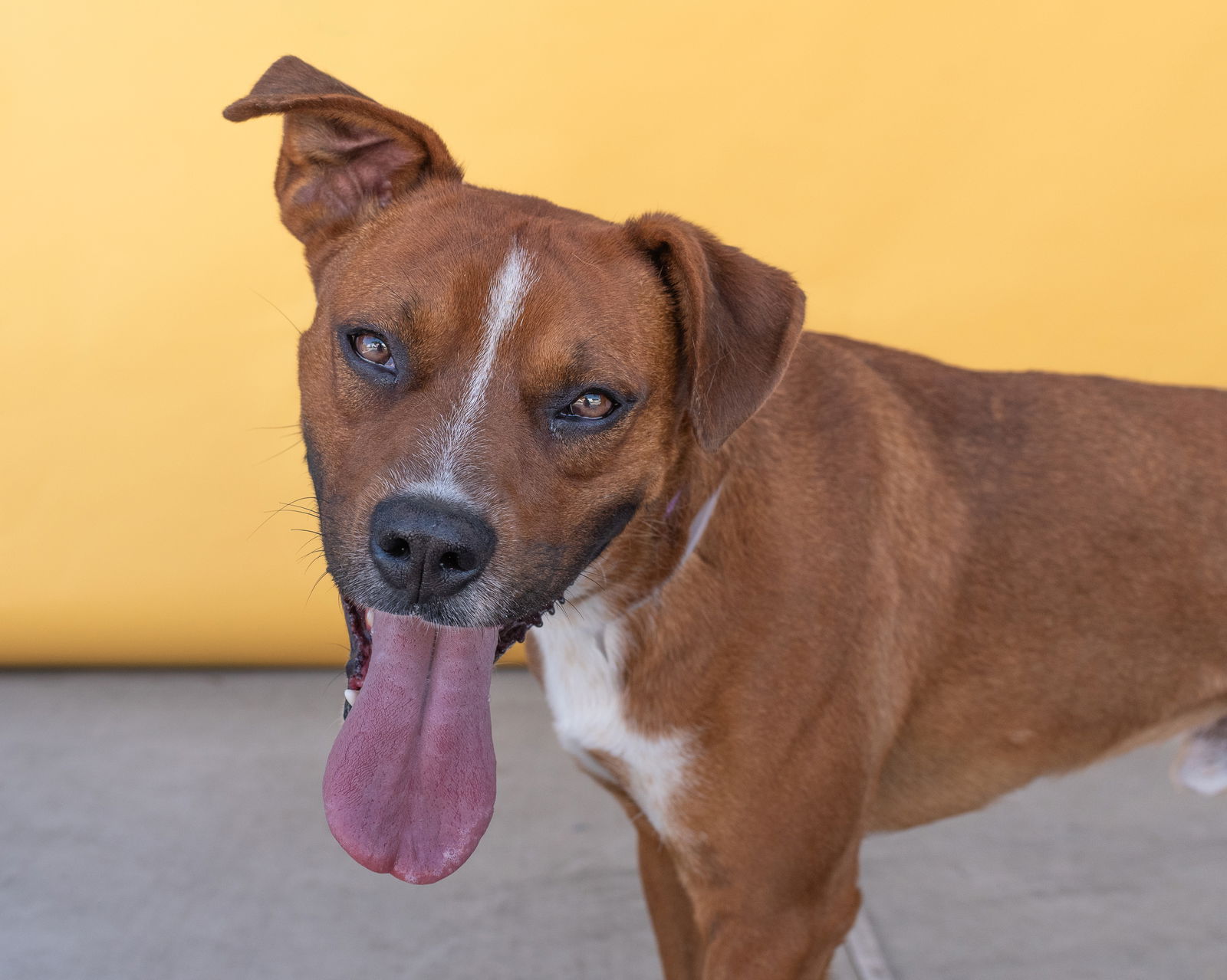 adoptable Dog in Baldwin Park, CA named CUBANO