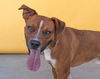 adoptable Dog in Baldwin Park, CA named CUBANO