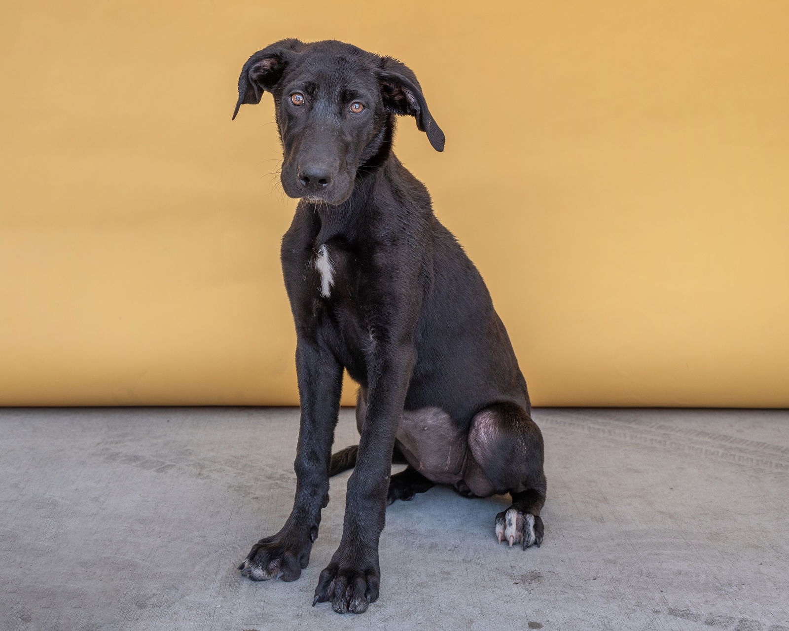 adoptable Dog in Baldwin Park, CA named LANA