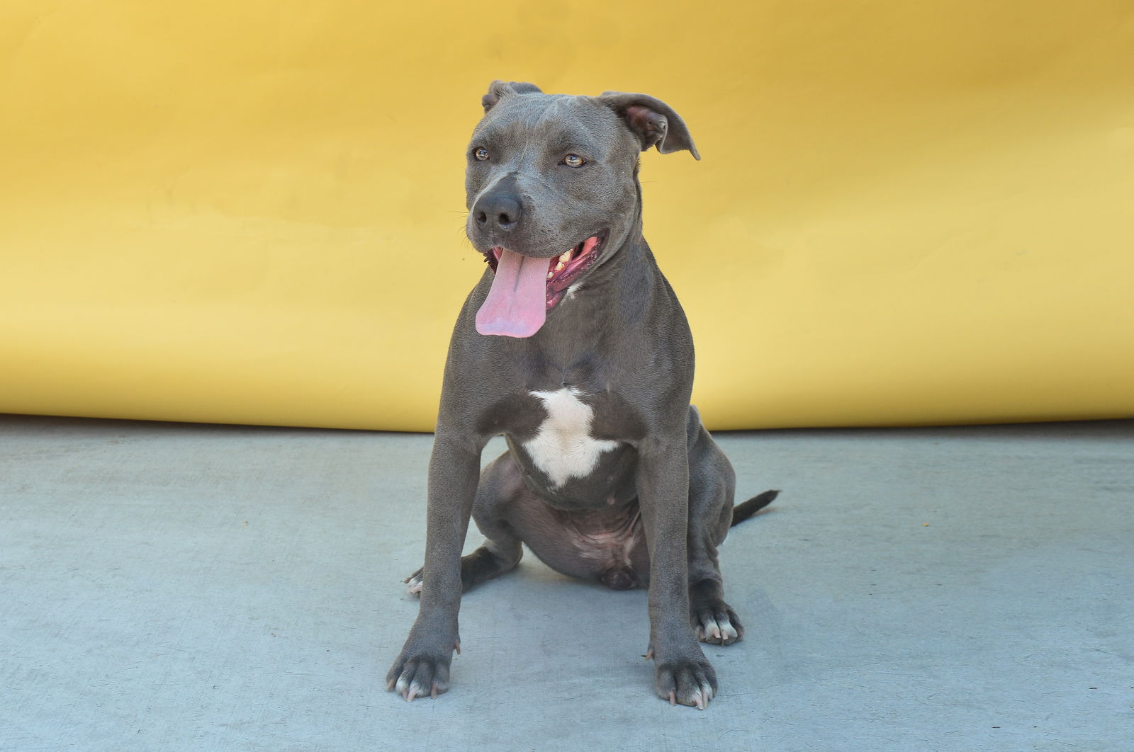 adoptable Dog in Baldwin Park, CA named IMPALA