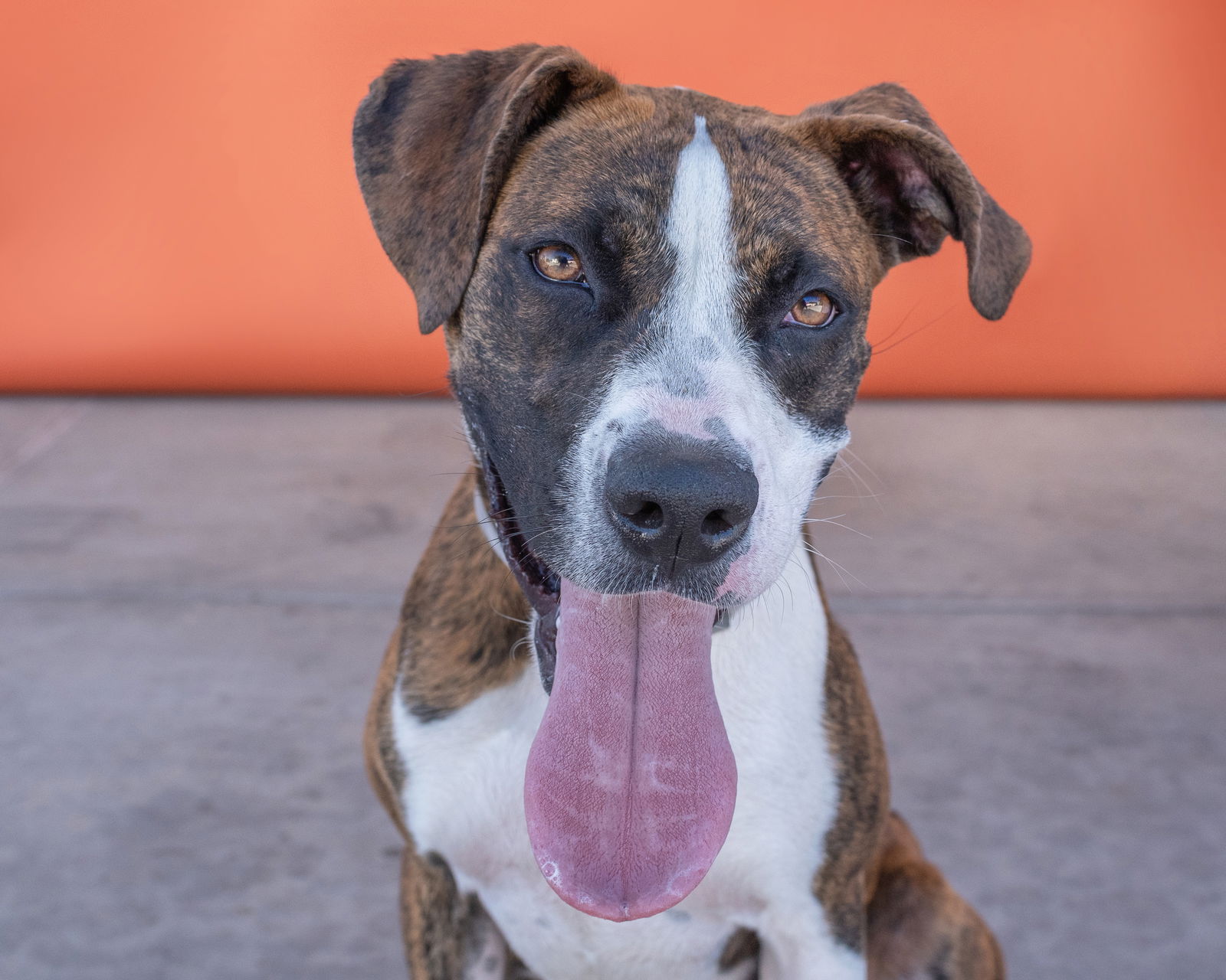 adoptable Dog in Baldwin Park, CA named PLAYA