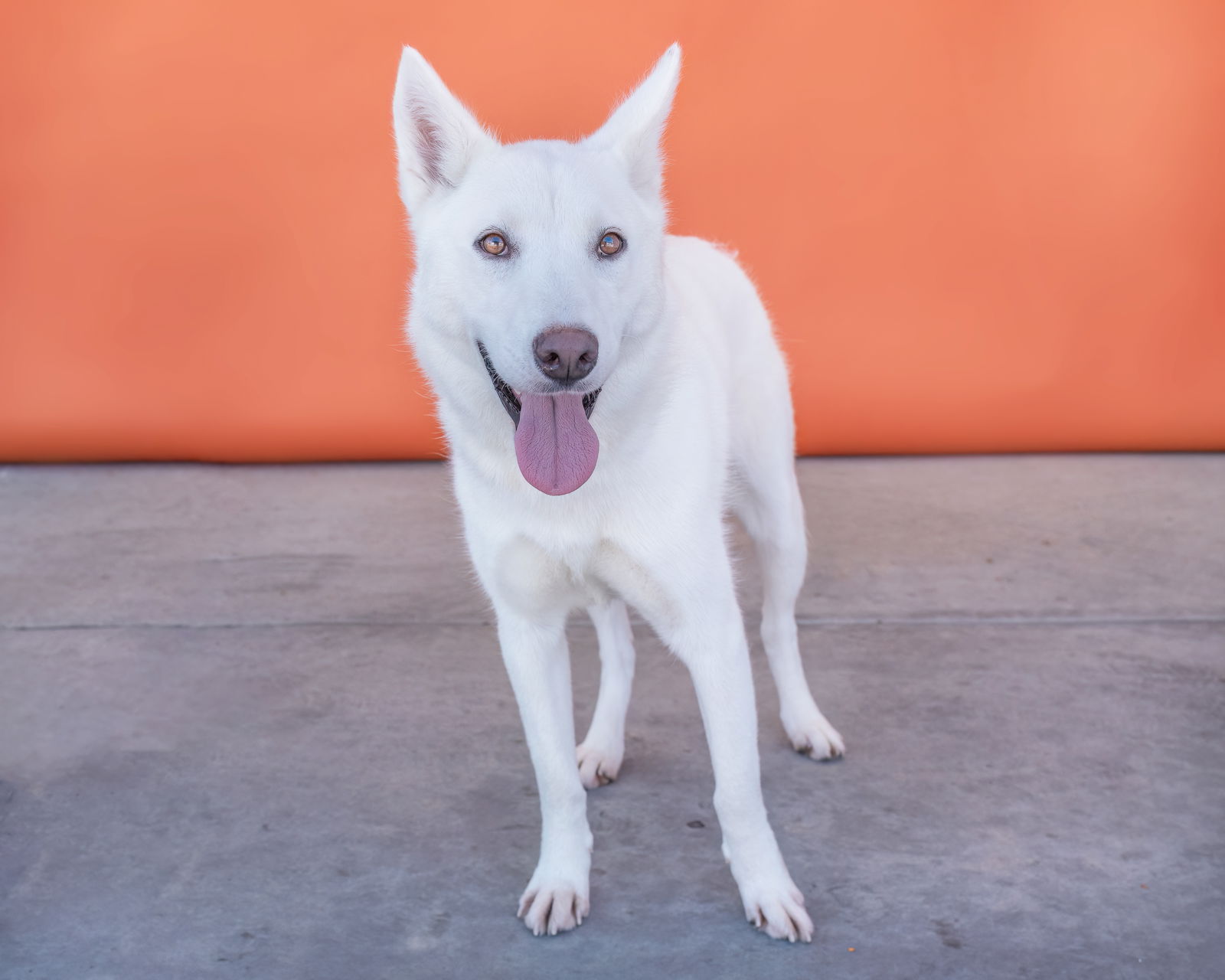 adoptable Dog in Baldwin Park, CA named BONNIE